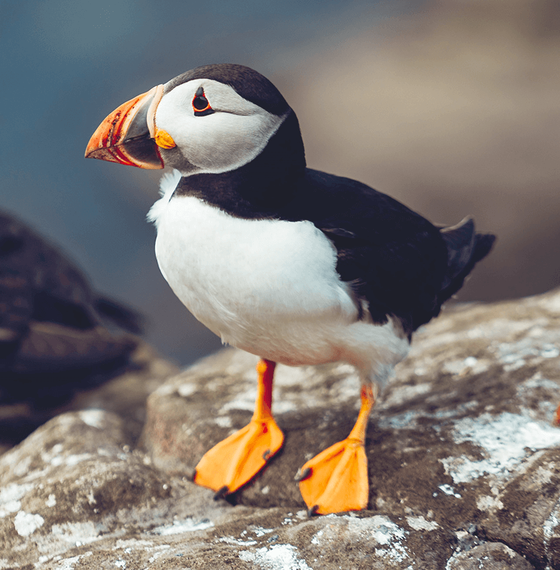 Puffin on the shore