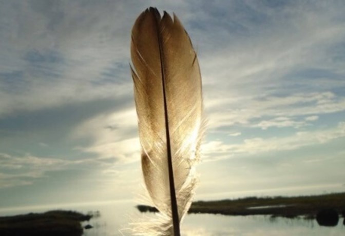 Feather held up against the sun