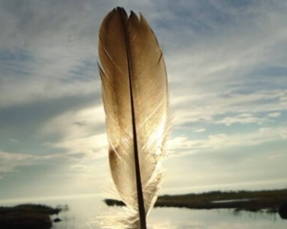 Feather held up against the sun