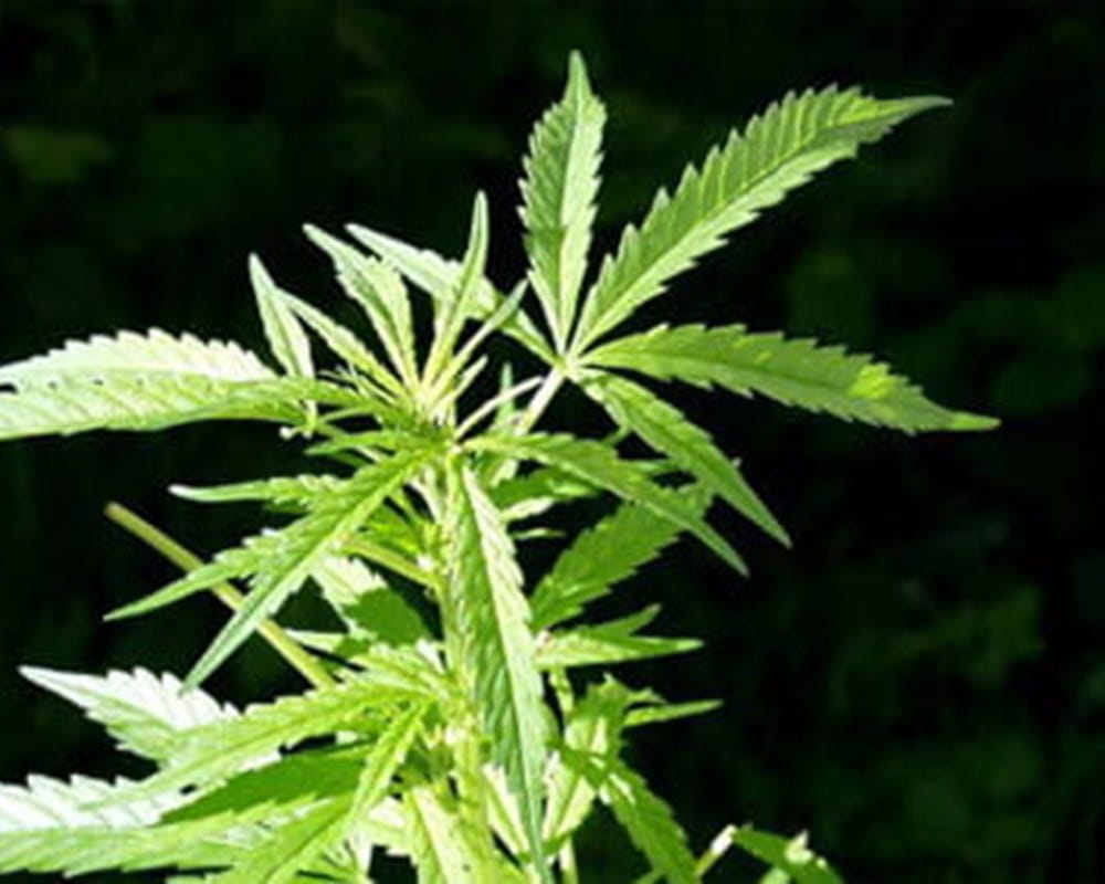 Cannabis Plant
