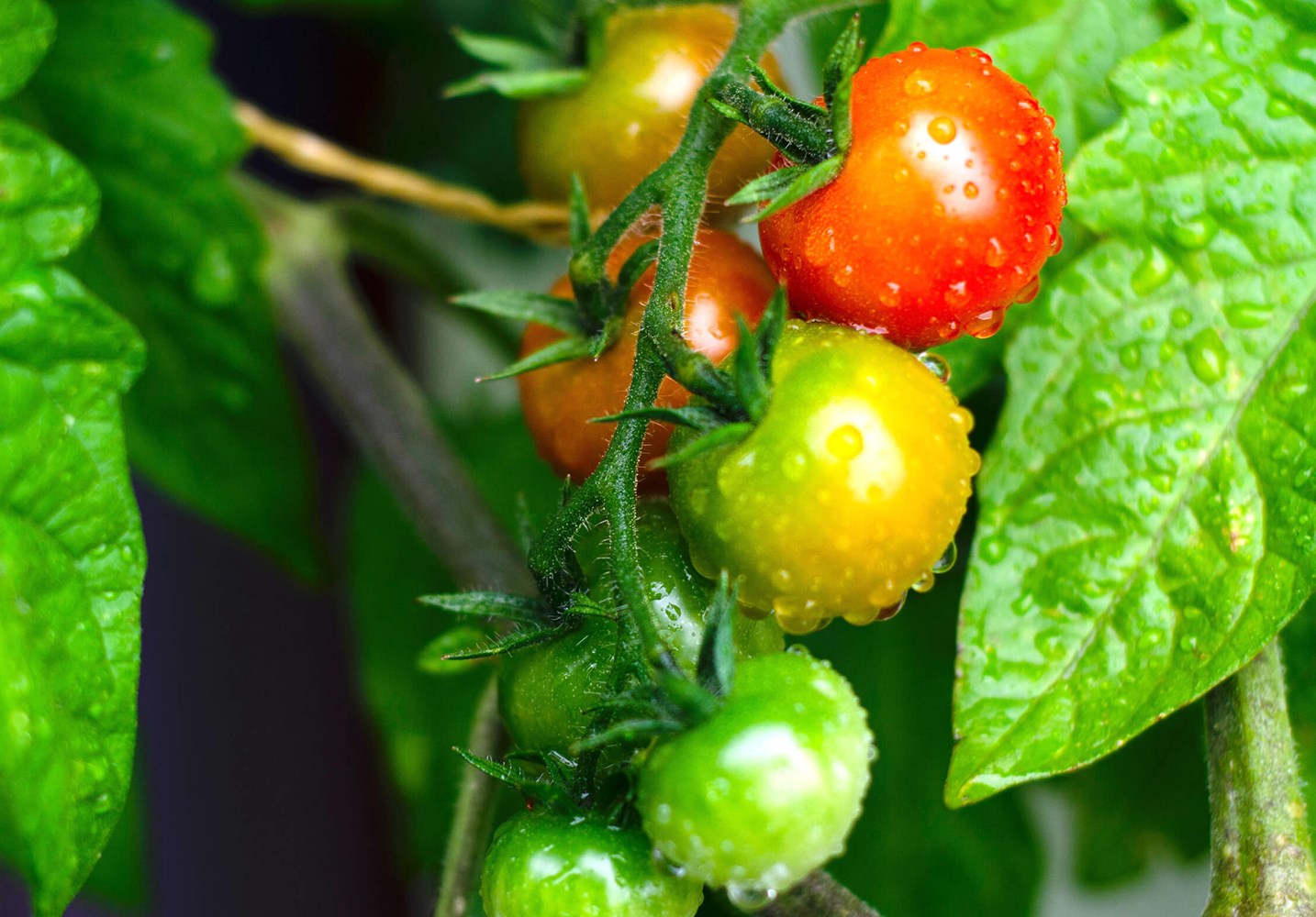 Tomatoes in garden