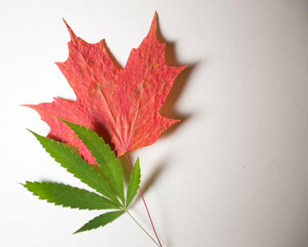 Photo of a cannabis leaf and a maple leaf