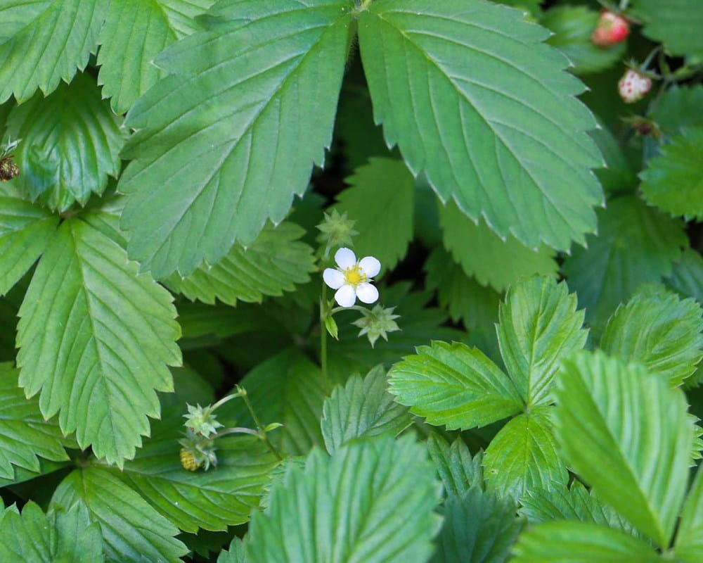 Strawberry flower